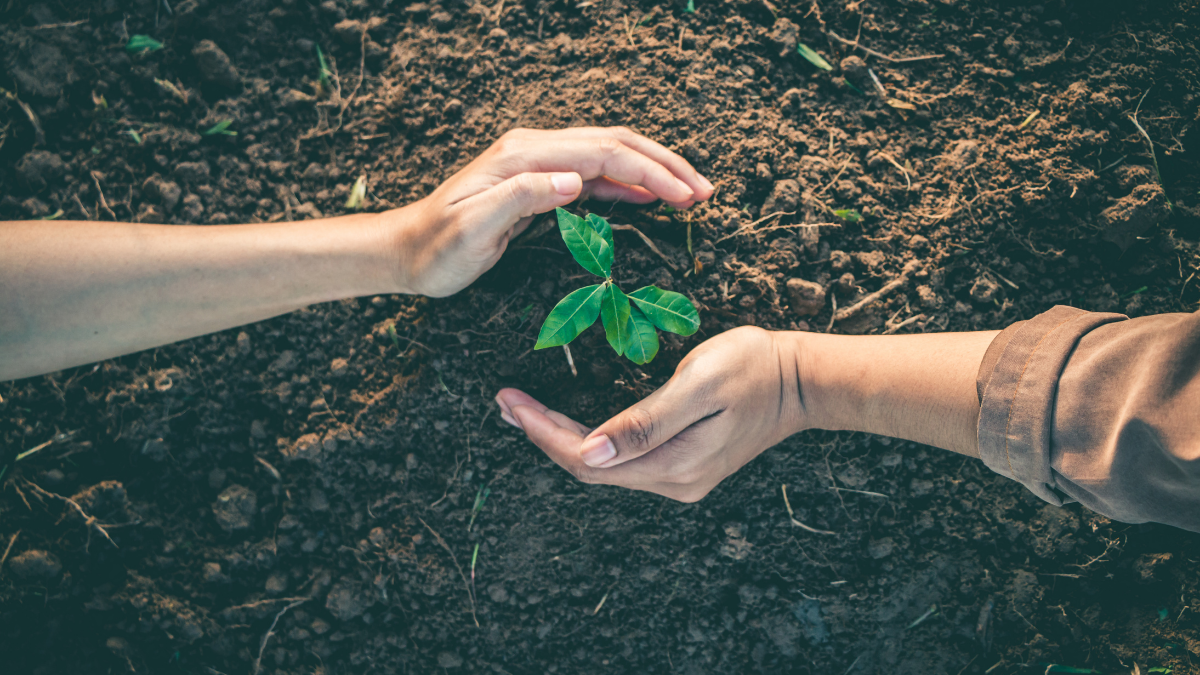 Two hands curled around a new shoot